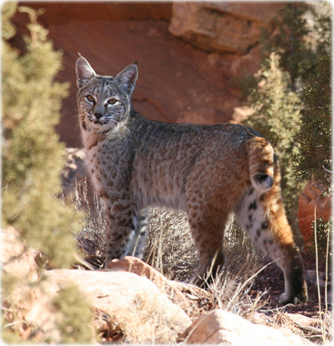 Lince