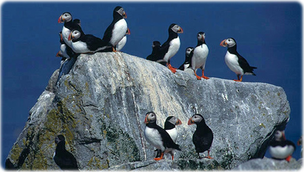 Puffins