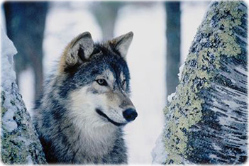 Lobo cinza