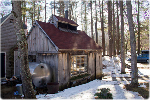 Maple sugar