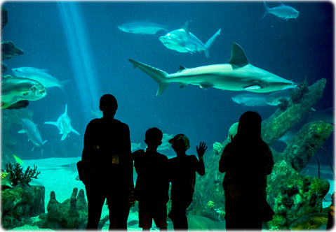 Aquario