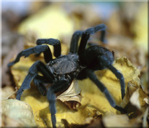 Aranha