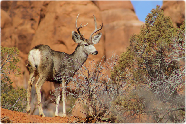 Mule deer